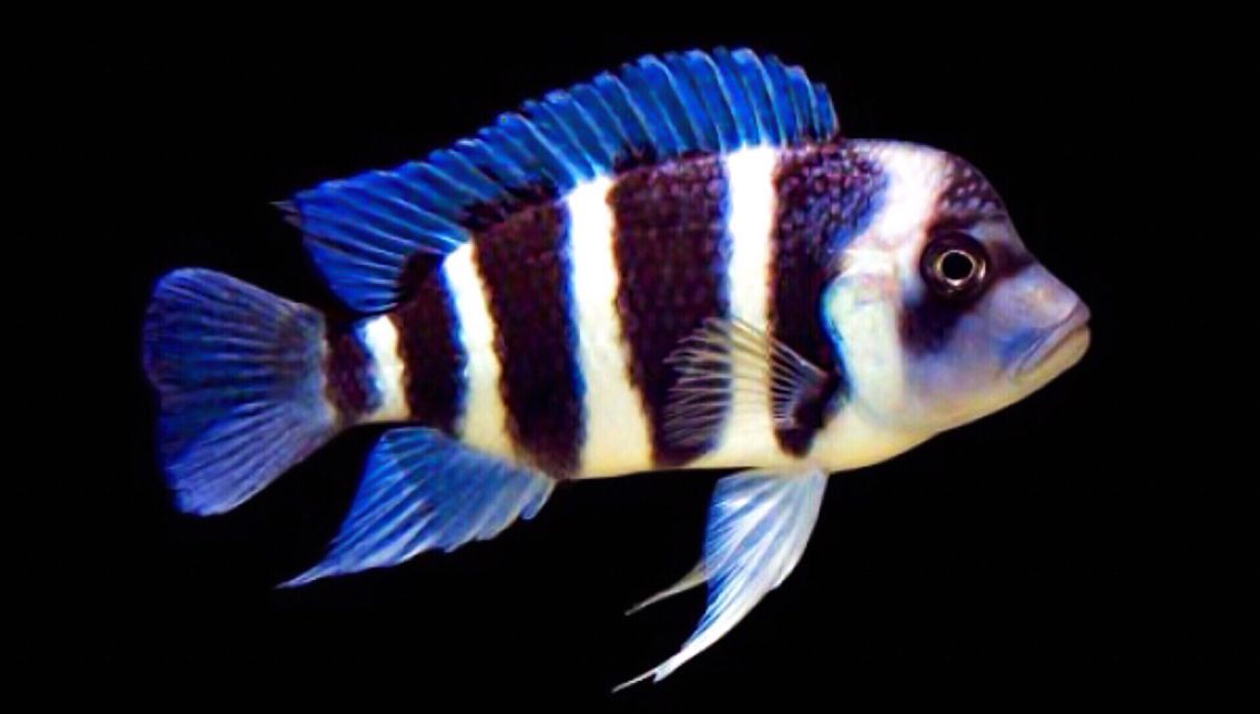 Frontosa- Mpibwe Blue (F1 generation)