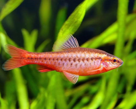 Cherry Barb