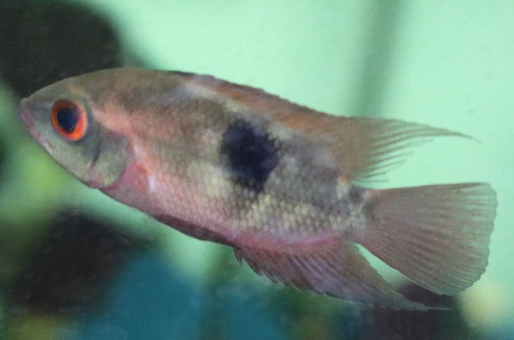 Chocolate Cichlid