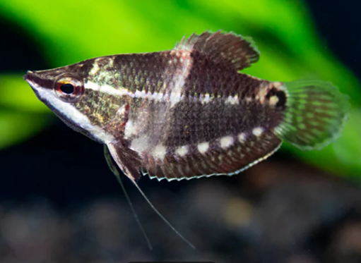 Chocolate Samurai Gourami