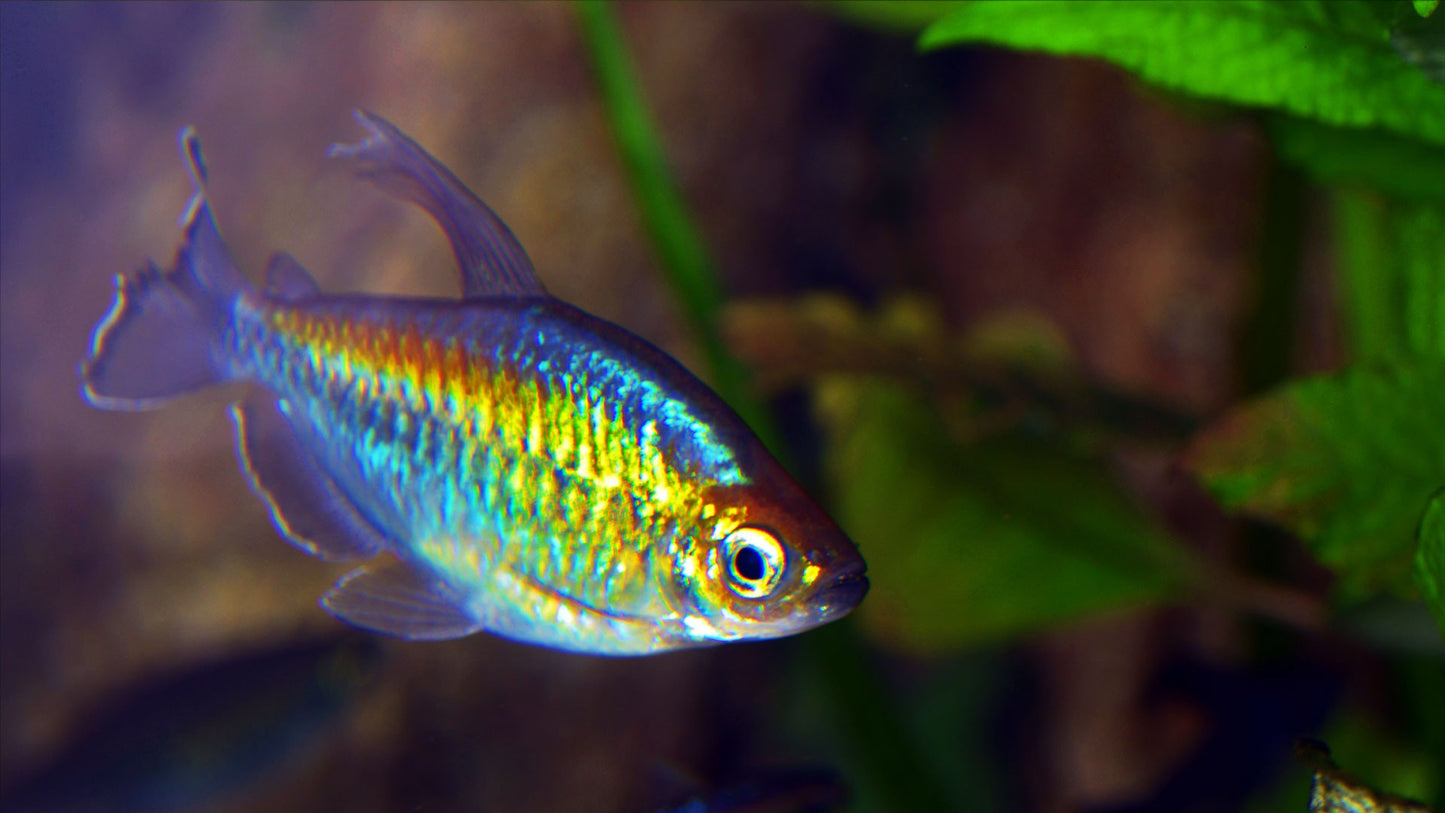 Congo tetra