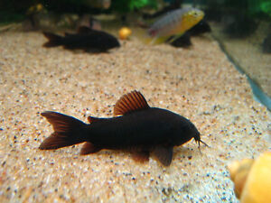 Black Venezuelan Corydora