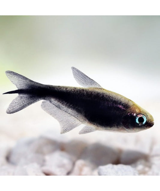 Nematobrycon Palmeri Black ( Black Tetra )