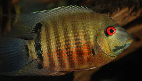 Hero liberifer-mouth brooding severums