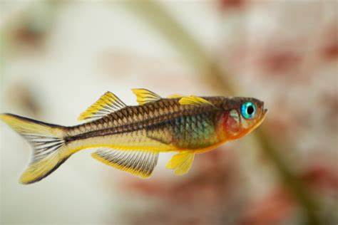 Blue Eyed Forktail Rainbows