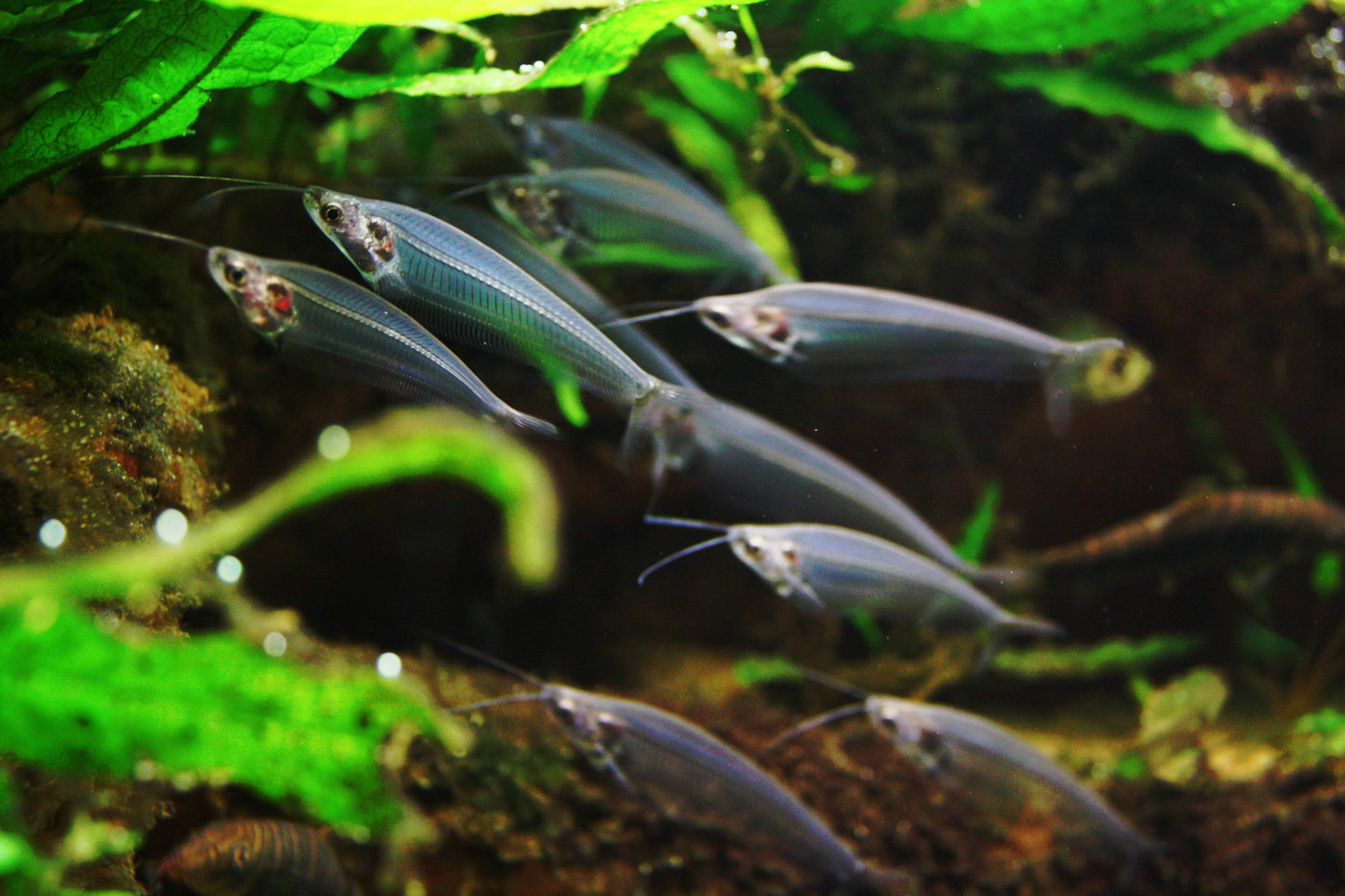 Glass catfish