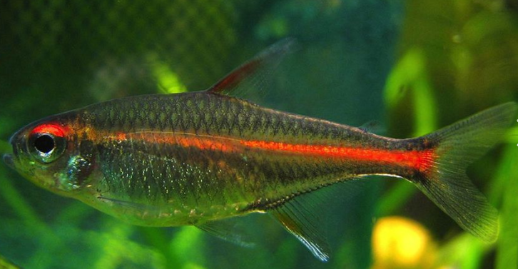 Glow light Tetra