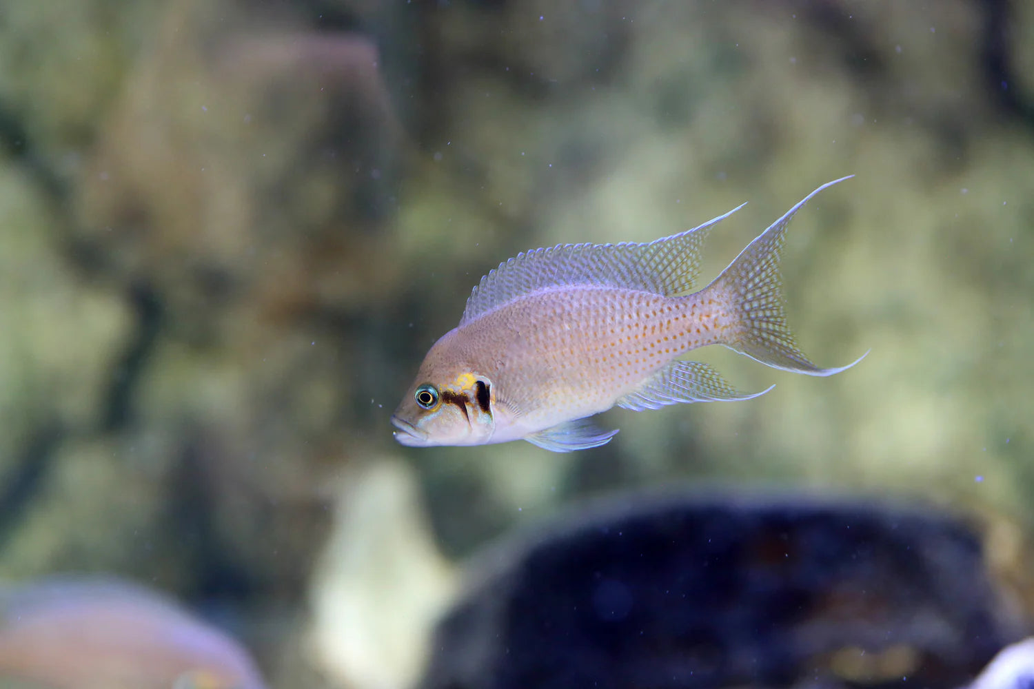 Neo Brichardi