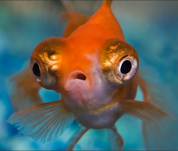 Moor Goldfish
