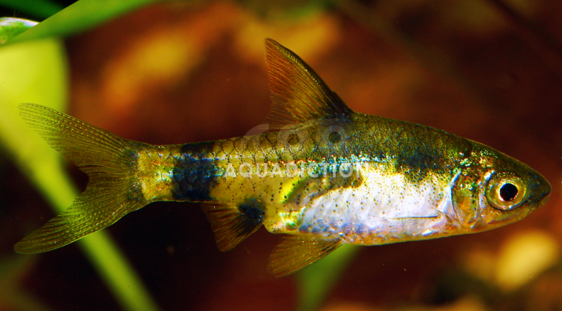 Gold Barb