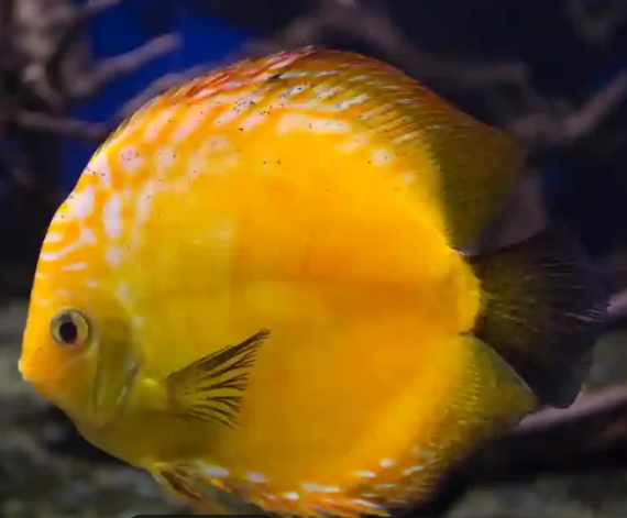 Small Gold Discus