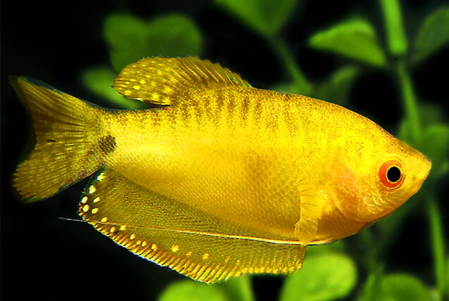 Gold Gourami