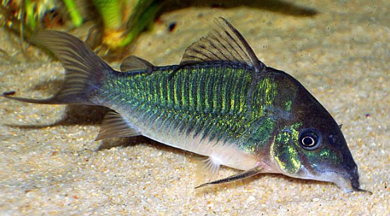 Wild caught Green Corydora