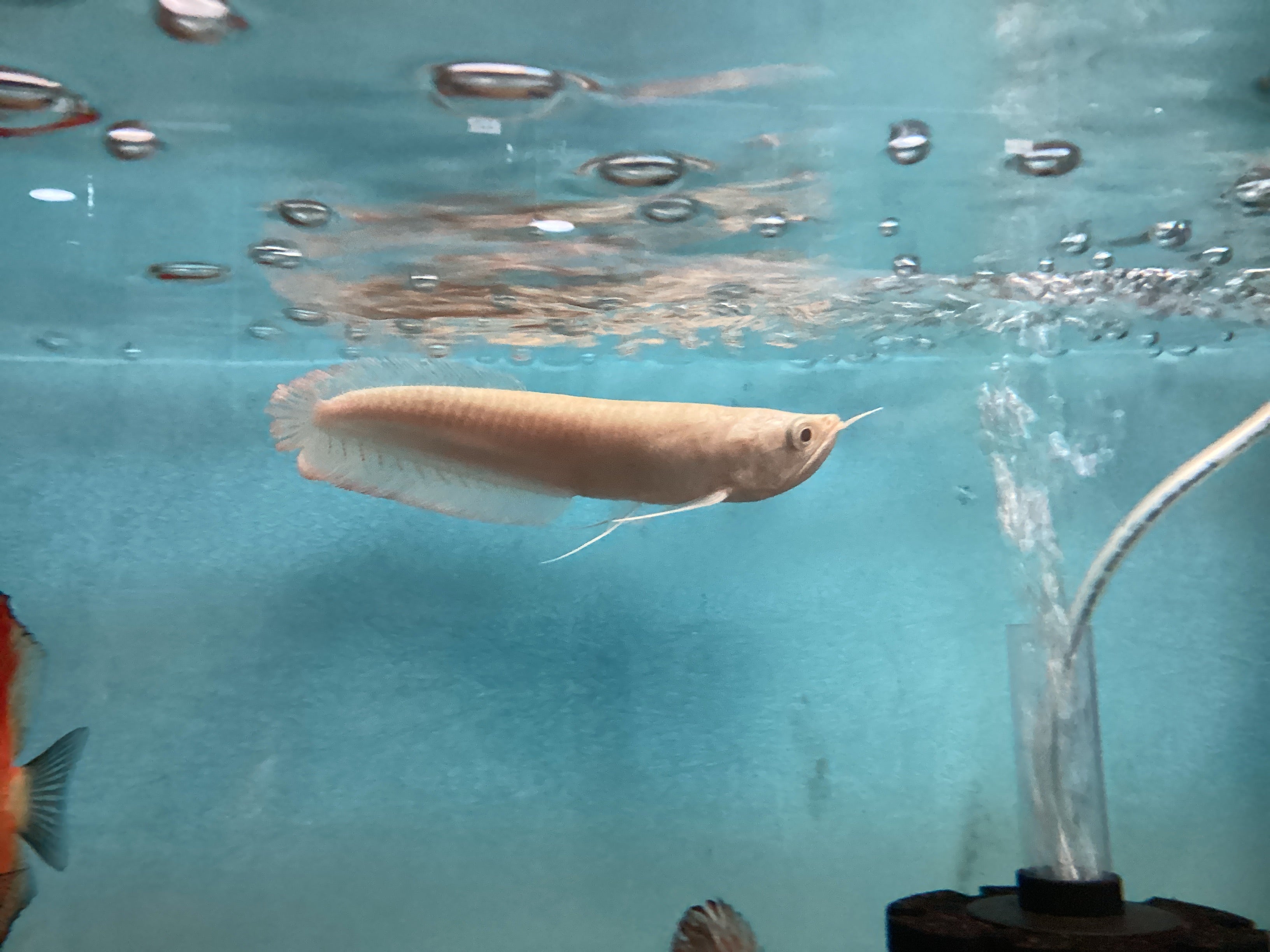 Albino Arowana