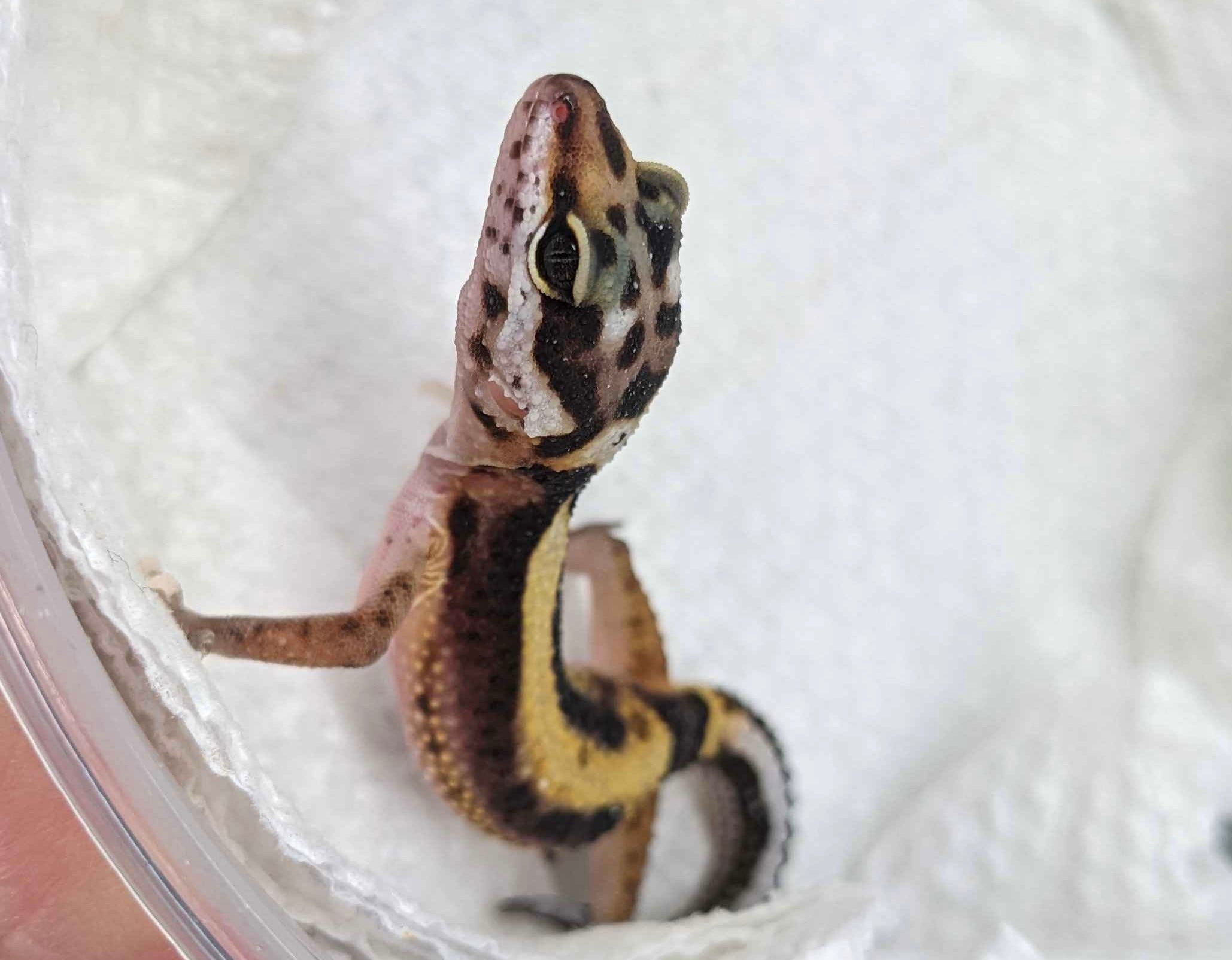 Juvenile Leopard Gecko