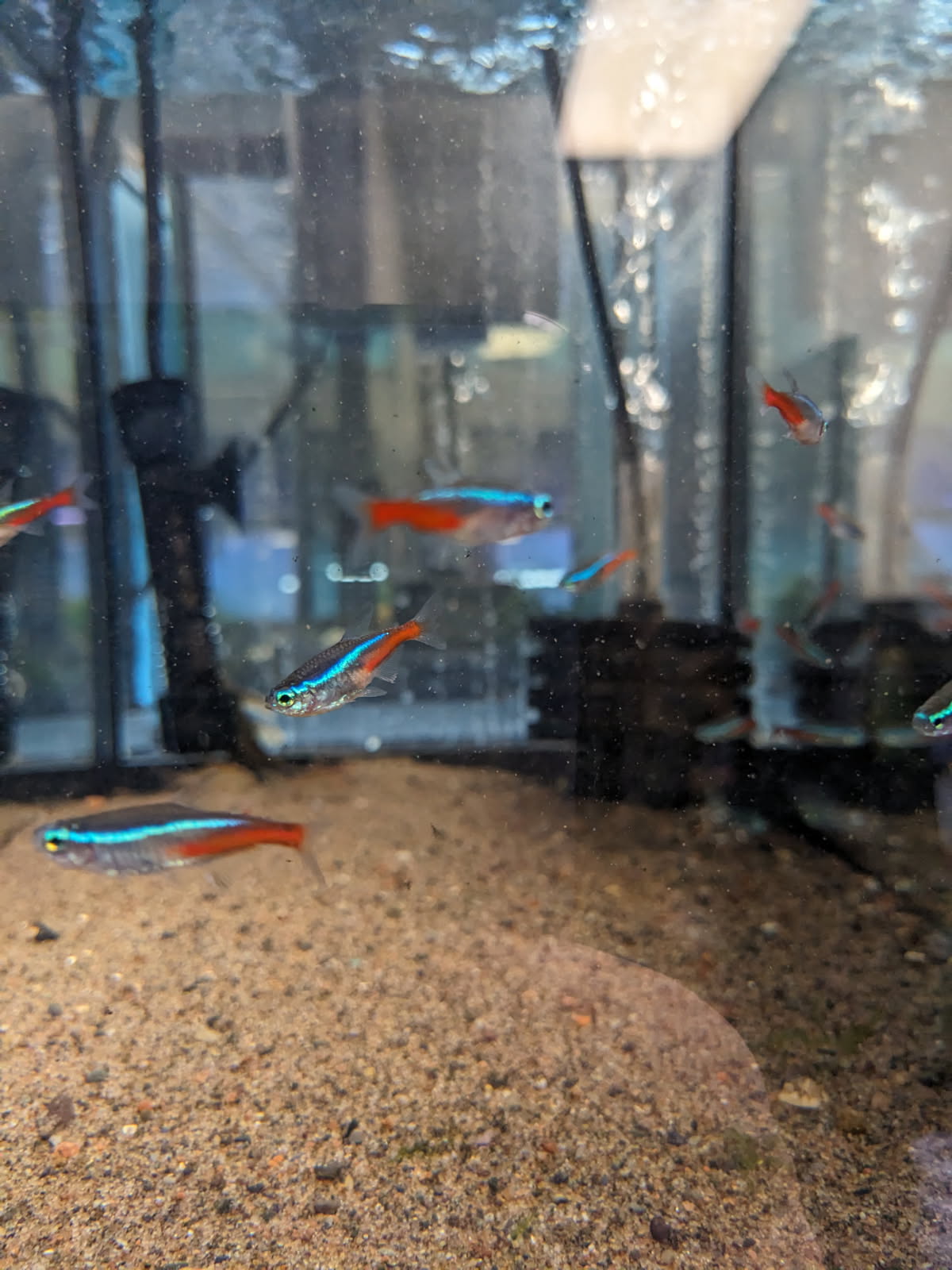 Neon Tetra