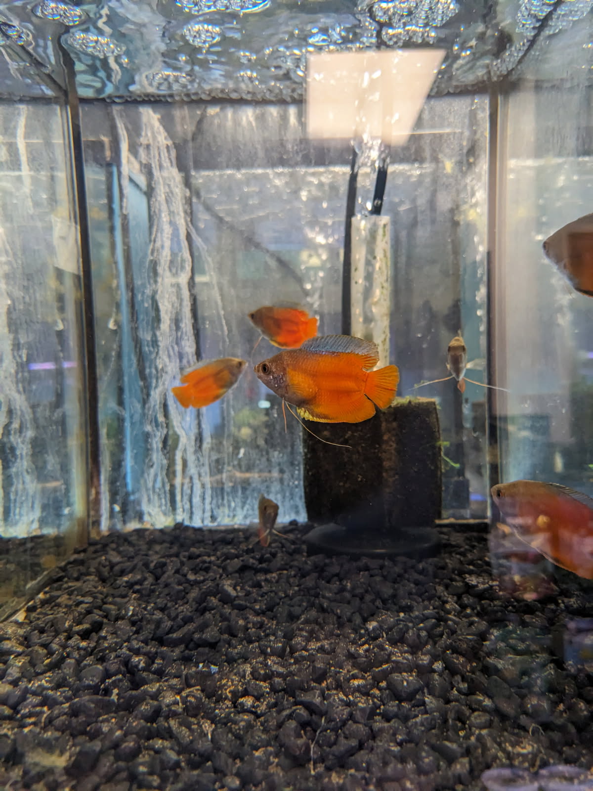 Fire red Dwarf Gourami