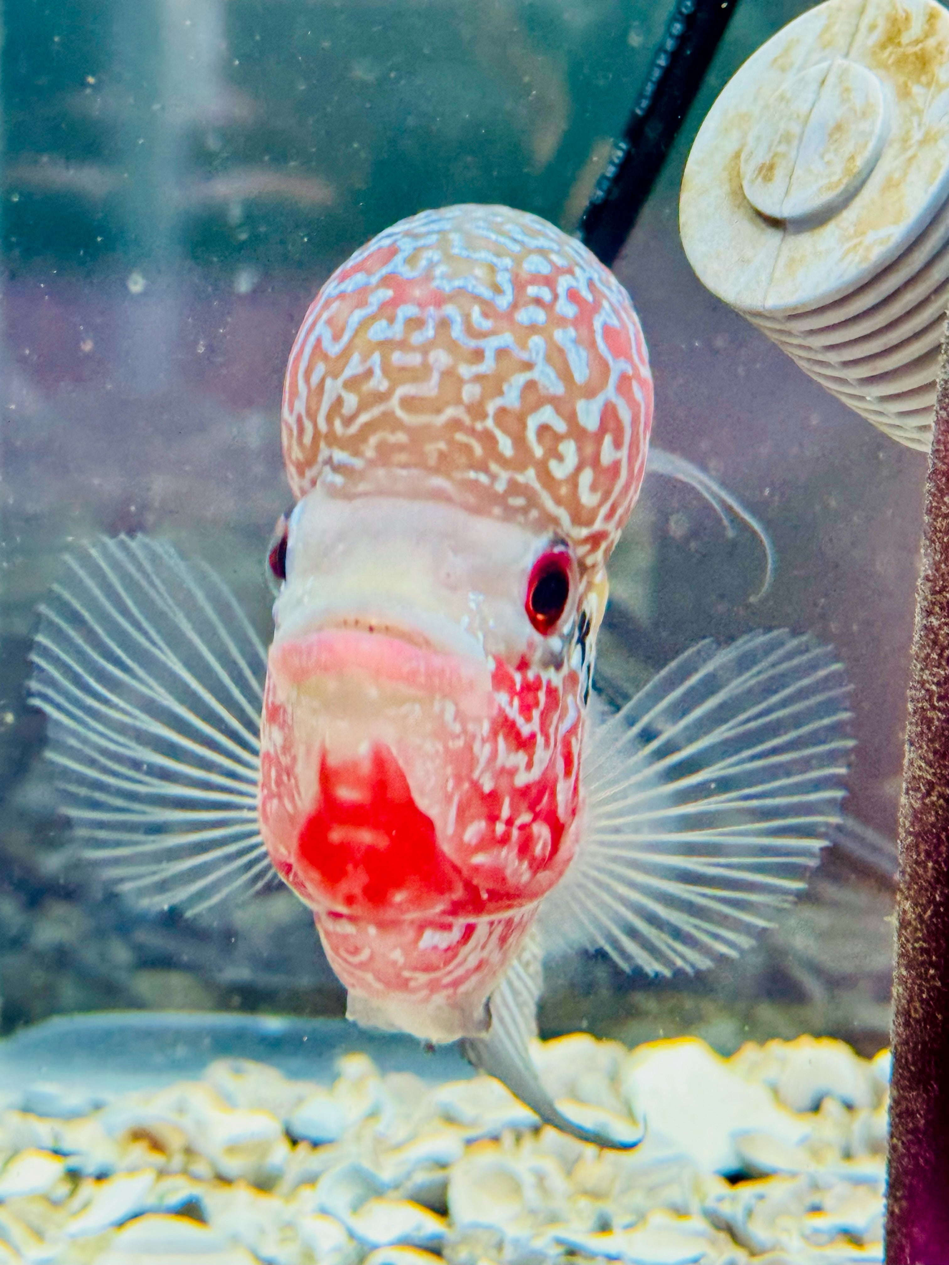 Flowerhorns