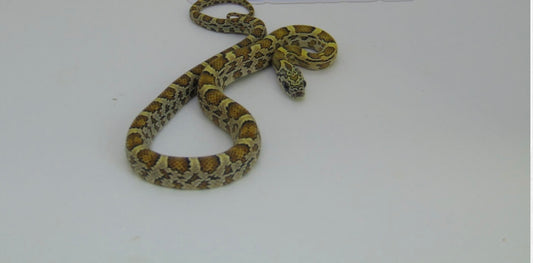 Corn Snake- Honey ph Amel