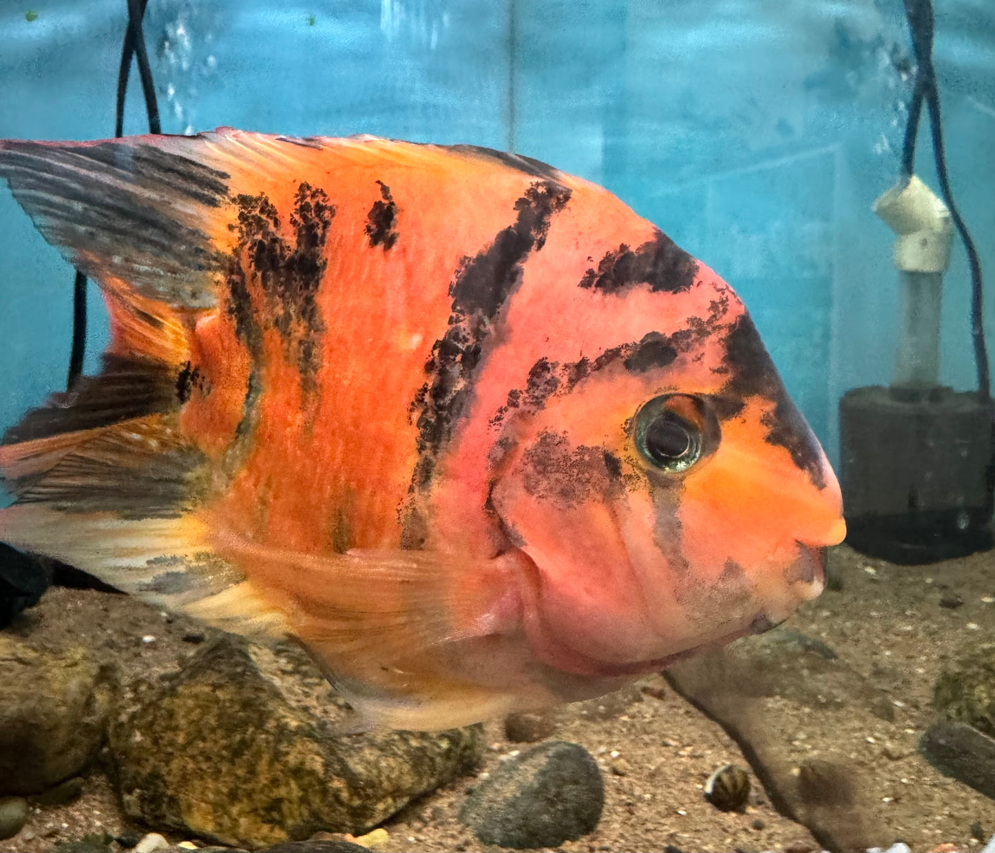 Large Short Body Tiger Parrot