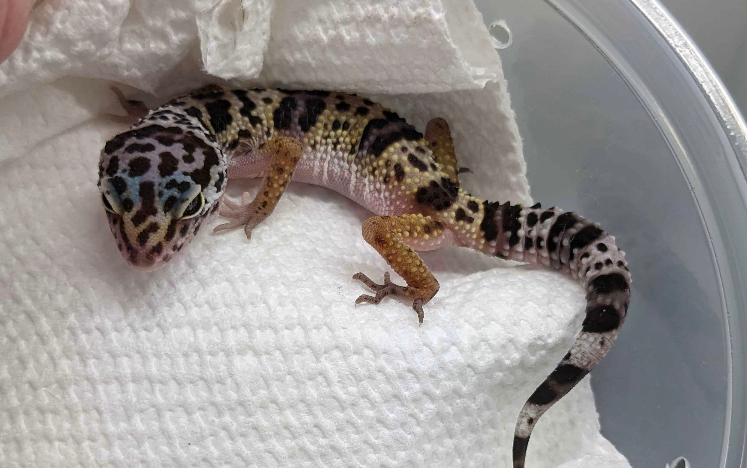 Juvenile Leopard gecko