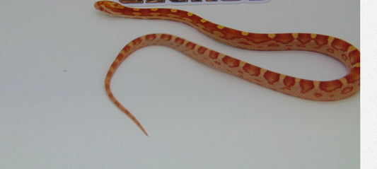 Cornsnake- Amel Motley 66% Het Caramel