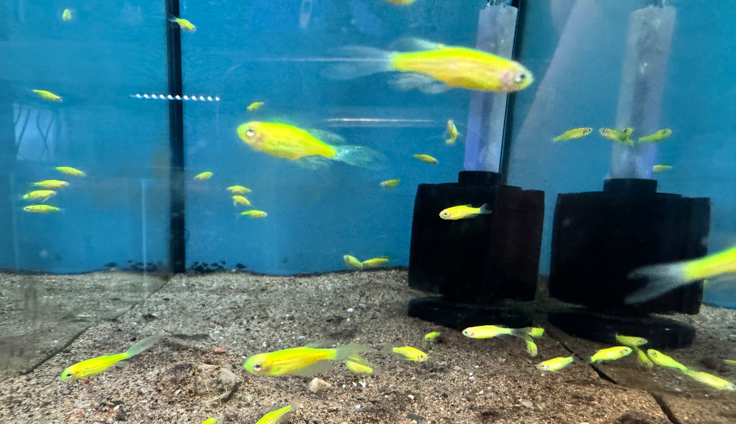 Electric Green Danios