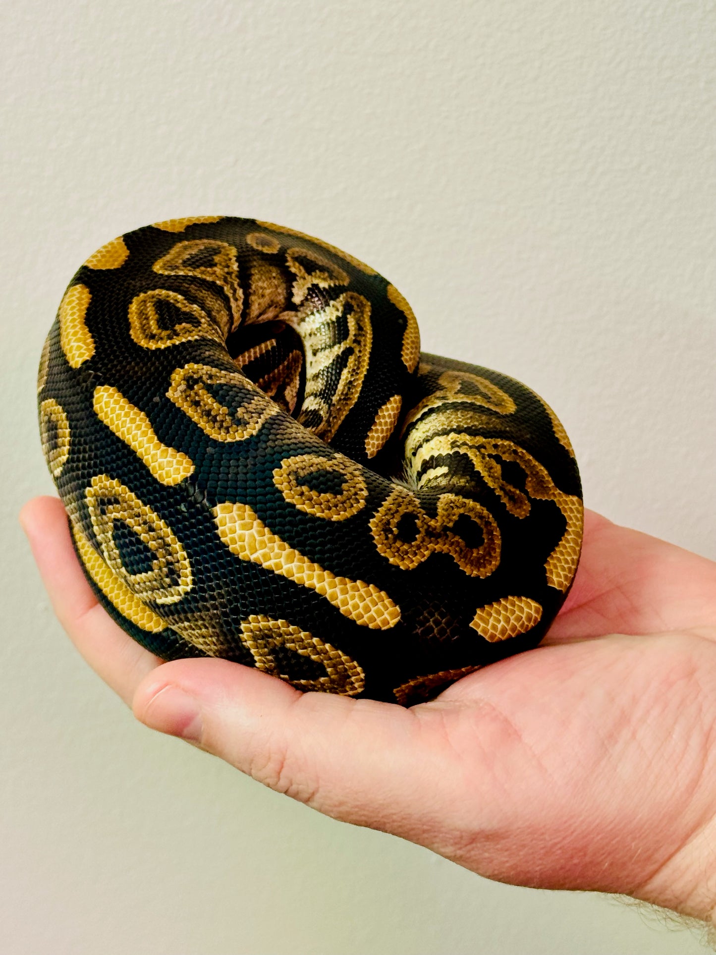 Female Leopard het clown