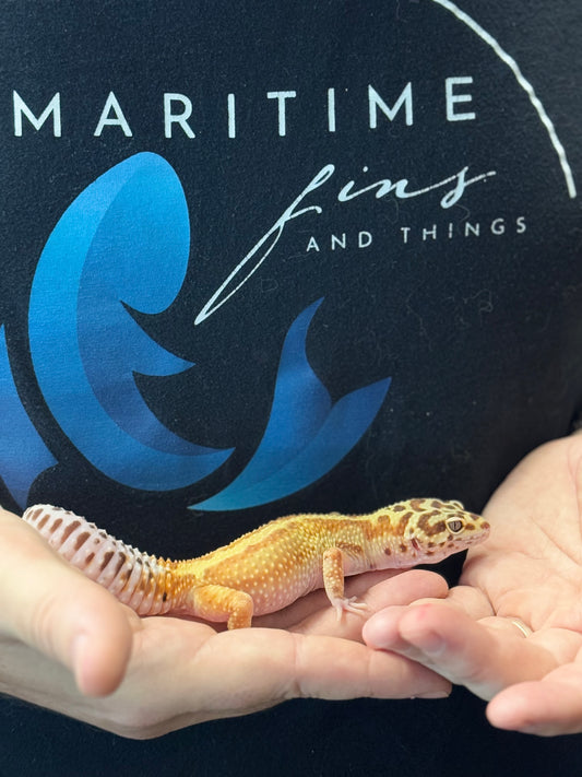 Leopard Gecko-Red stripe 66% Het eclipse 50% Het Rainwater