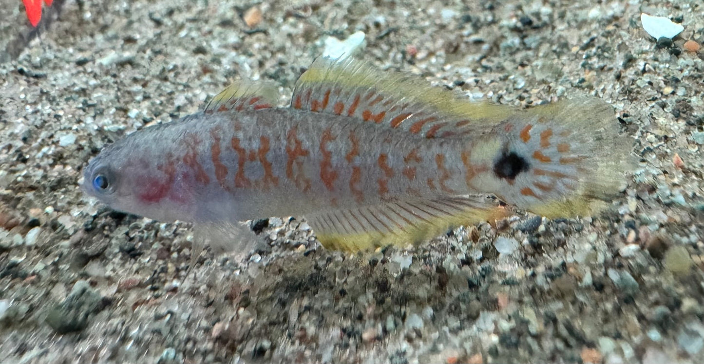 Peacock Gudgeon