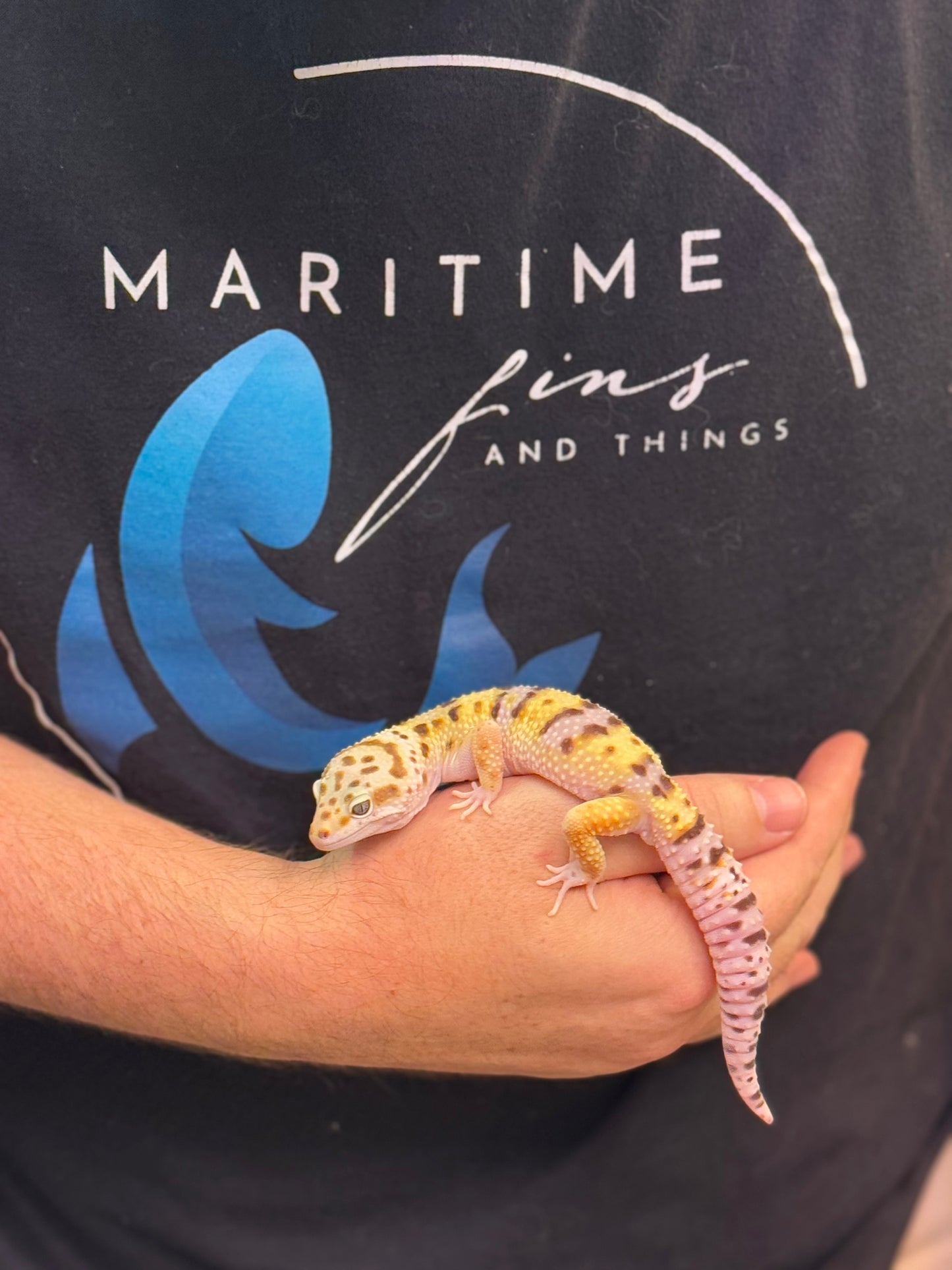 Leopard Gecko- High yellow Lavender