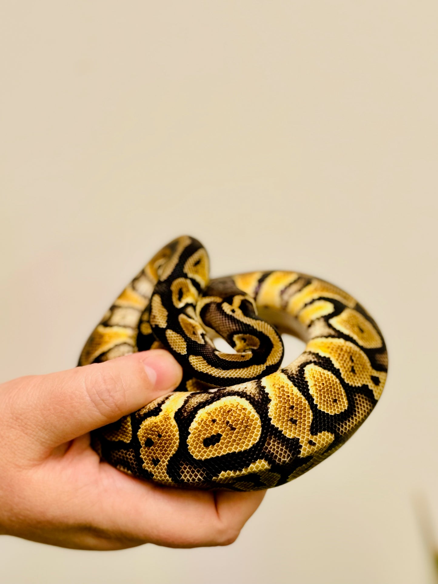 Female Pastel Yellowbelly