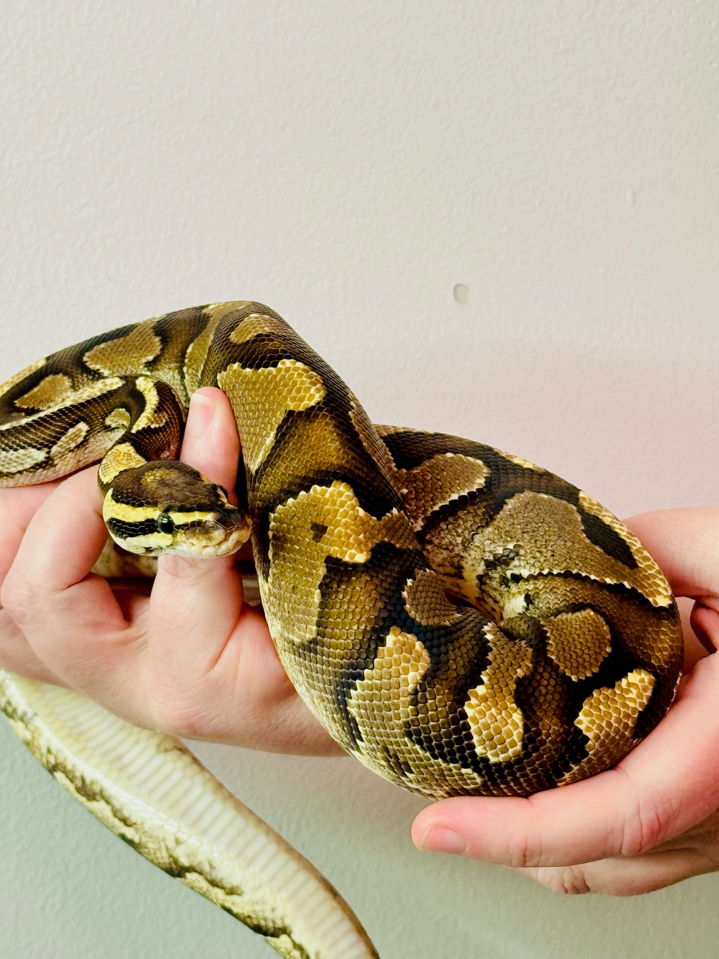 Female Fire yellowbelly