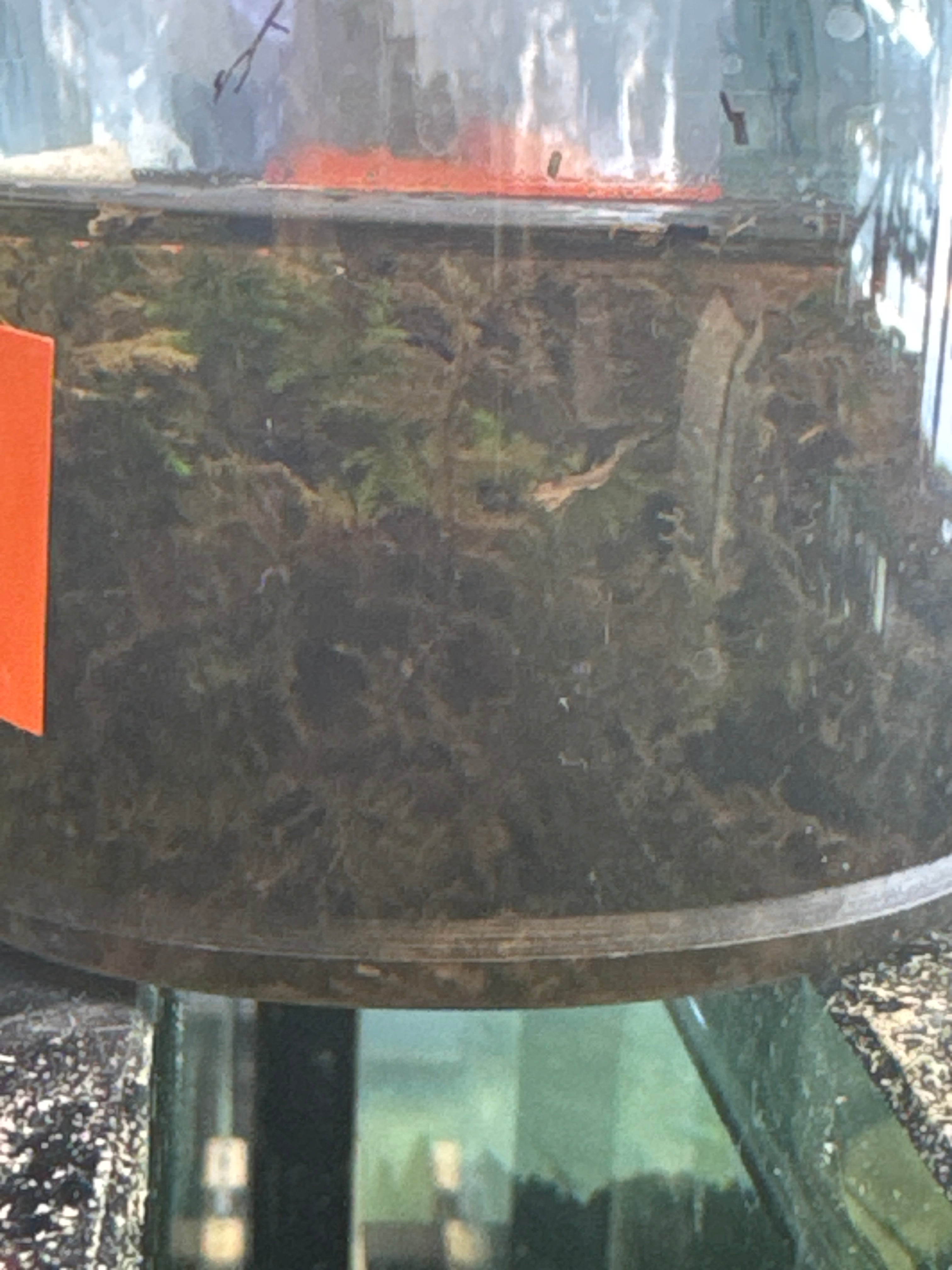 Java Moss