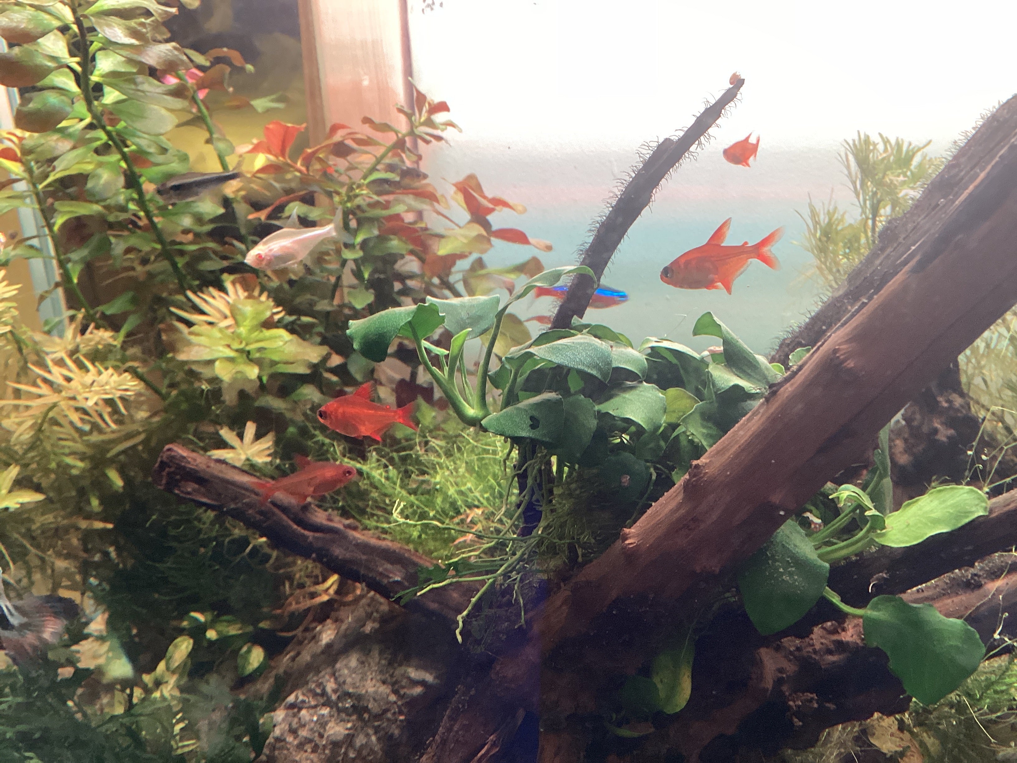 Cherry red muzel tetra