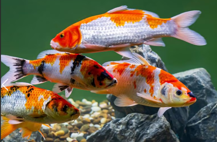 Japanese Koi