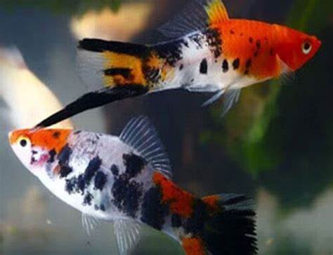 Kohaku(santa claus) Hi-Fin Lyretail Swordtail