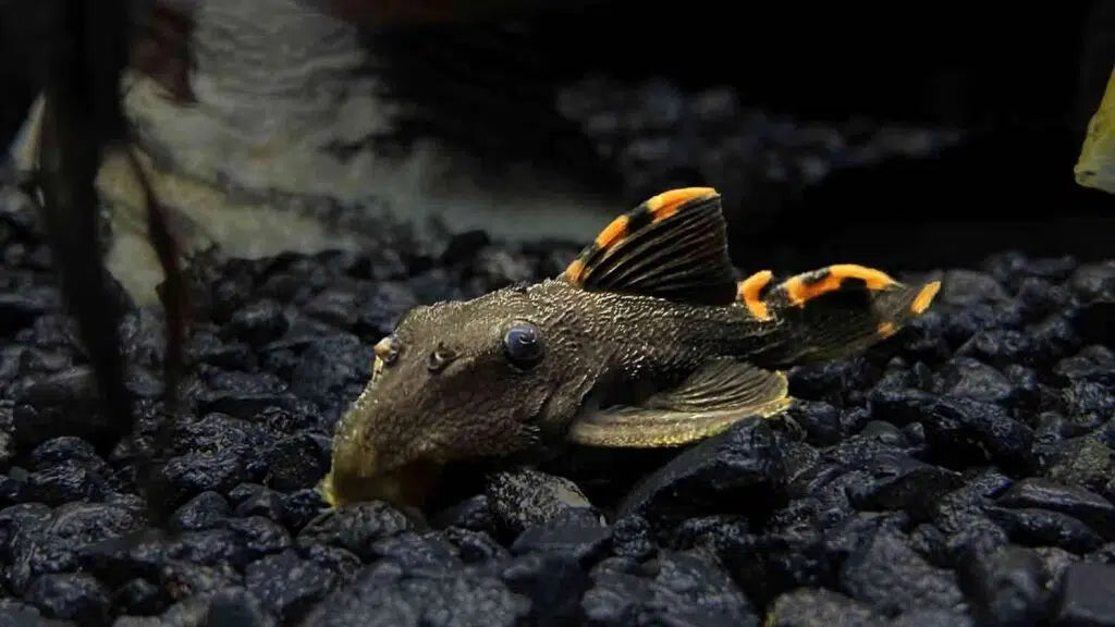 Pleco, Three Beacon L-091