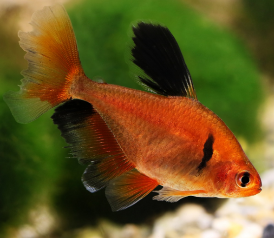 Longfin Serpae