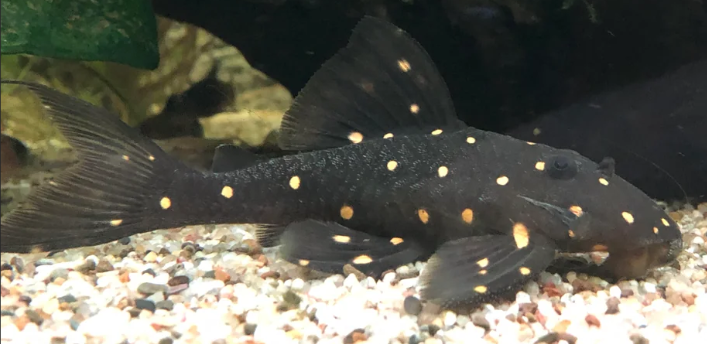 Mustard Spot Pleco (LDA31)