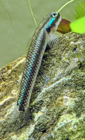 Neon Goby
