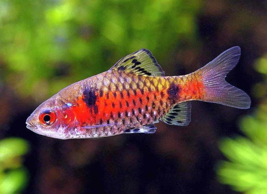 Odessa Barb