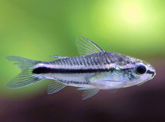 Pygmy Corydora