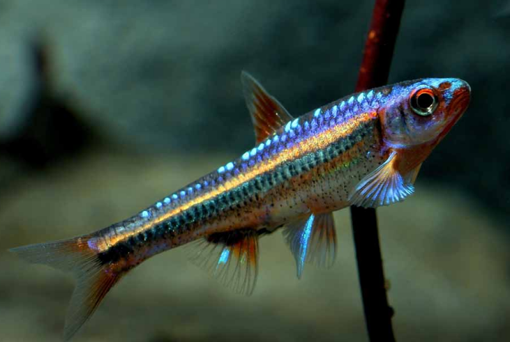 Rainbow Shiner