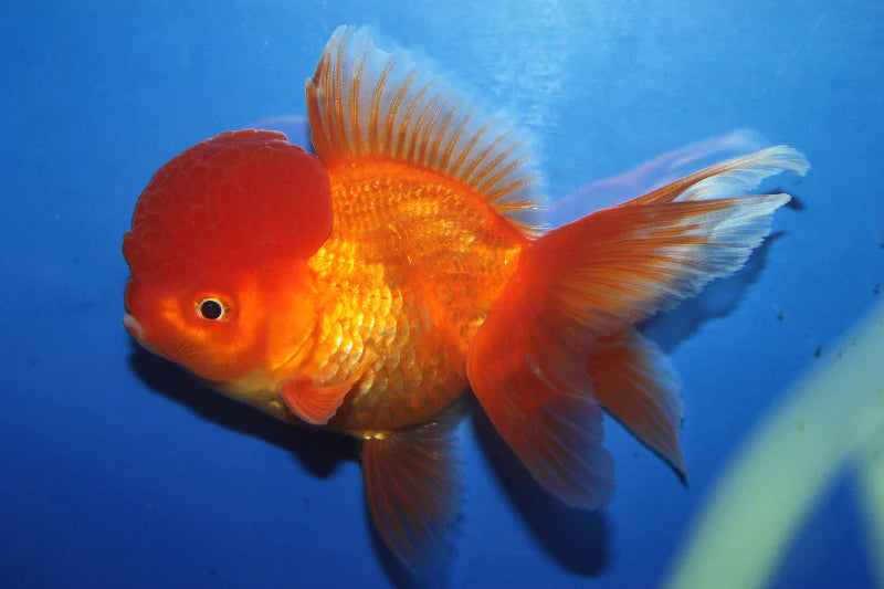 Live Goldfish for Sale in Canada | Buy Fancy Goldfish Online