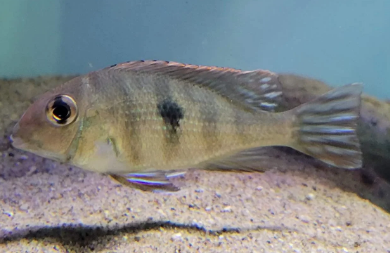 Red Head Topajos