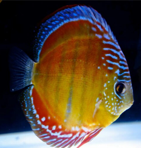 Medium Red Rose Discus