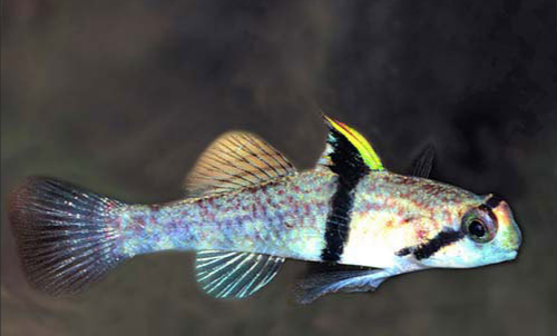 Rhino Goby