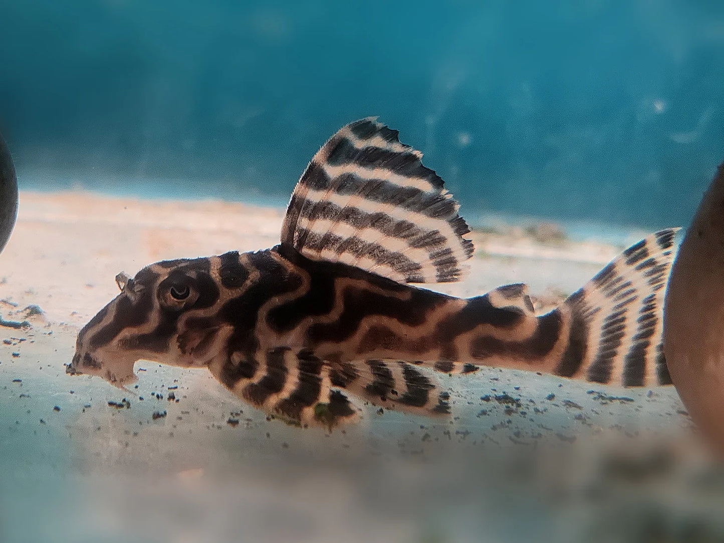 Cracked Zebra Pleco