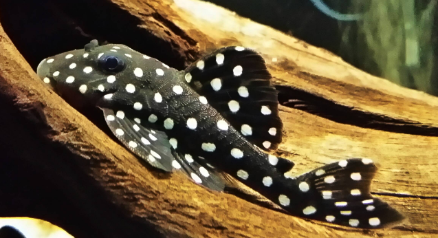 Snowball Pleco